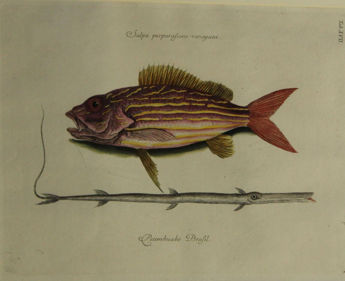 Mark Catesby (EN 1683-1749) The Lane Snapper: Mark Catesby (English 1683-1749) The Lane Snapper and The Tobaccopipe fish -Tab XVII -handcolored engraving on laid paper - plate 10 x 14"