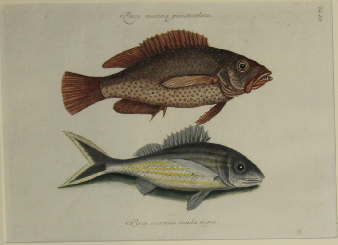 Mark Catesby (English 1683-1749) The Negro Fish and The: Mark Catesby (English 1683-1749) The Negro Fish and The Black tail-Tab VII -Hand colored engraving on laid paper - plate 10 x 14"