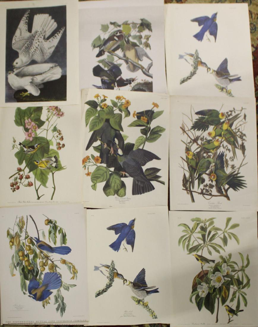 17 circa 1930 Adubon restrikes: 17 circa 1930 Audubon restrikes trimmed from calendar heads including Wild Turkey and Iceland Falcon each 20 x 16"