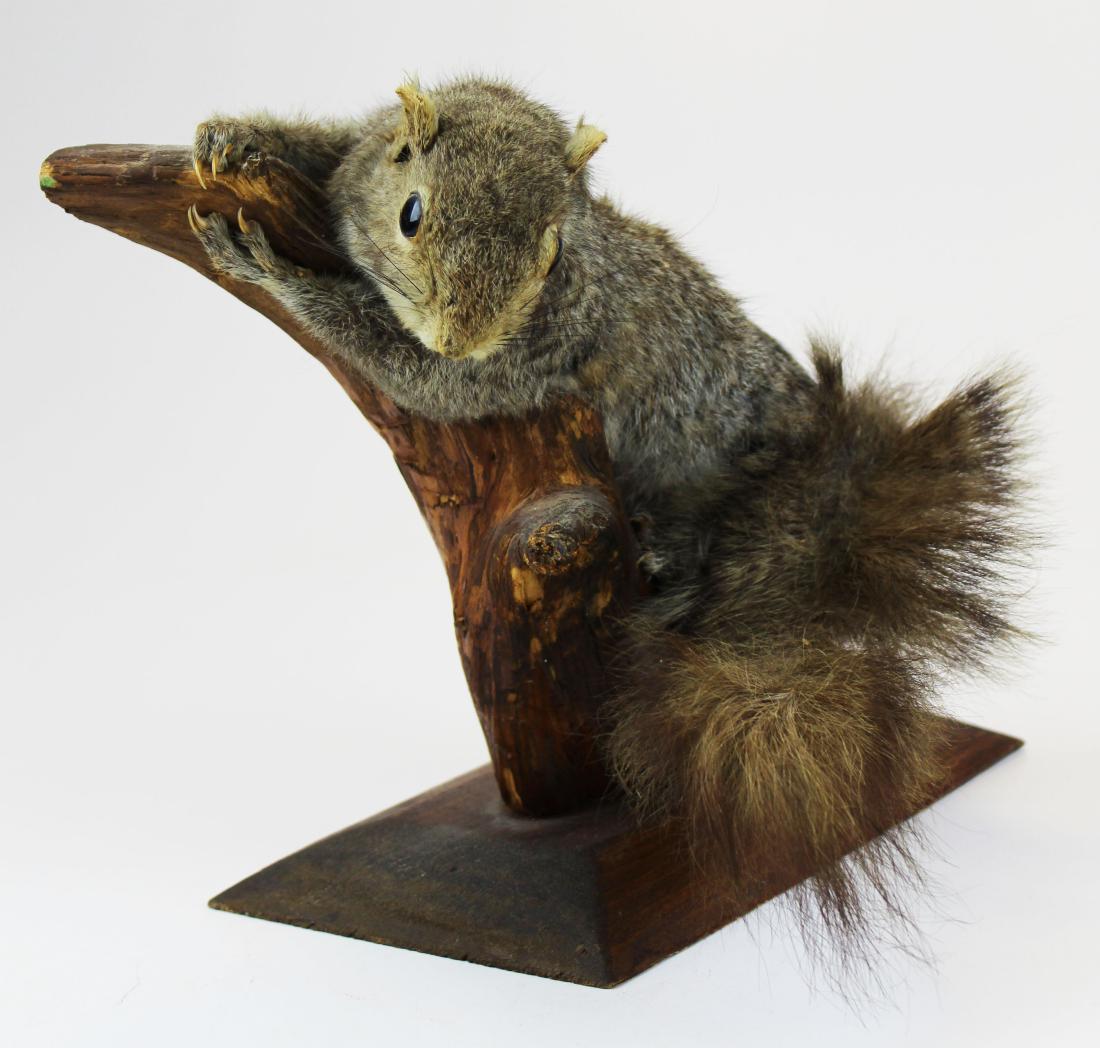 Squirrel Taxidermy mount: Grey Squirrel shelf taxidermy mount with squirrel reclining on branch 9"high