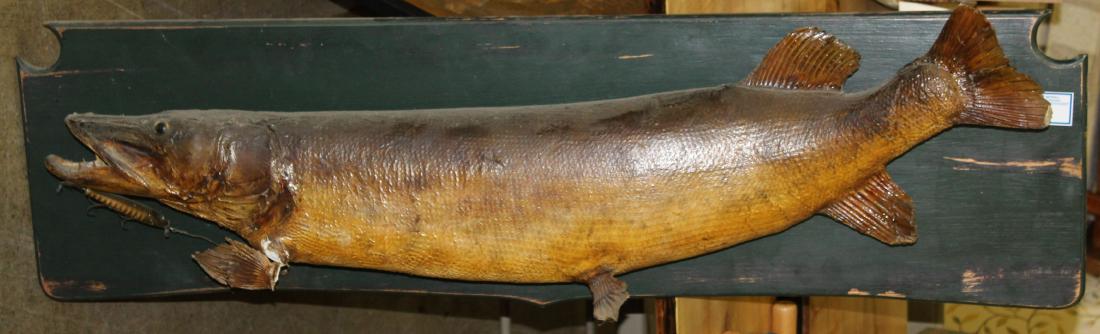 Huge Pike Taxidermy mount: Huge Pike Taxidermy mount with fishing lure circa 1920 50 x14"