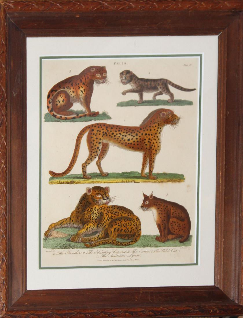 1806 hand colored engraving of Jungle Cats: 1806 Hand Colored engraving of Jungle cats Published by J Wilkes London 7 x 10"