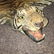 late 19th or early 20th c tiger skin rug - 2