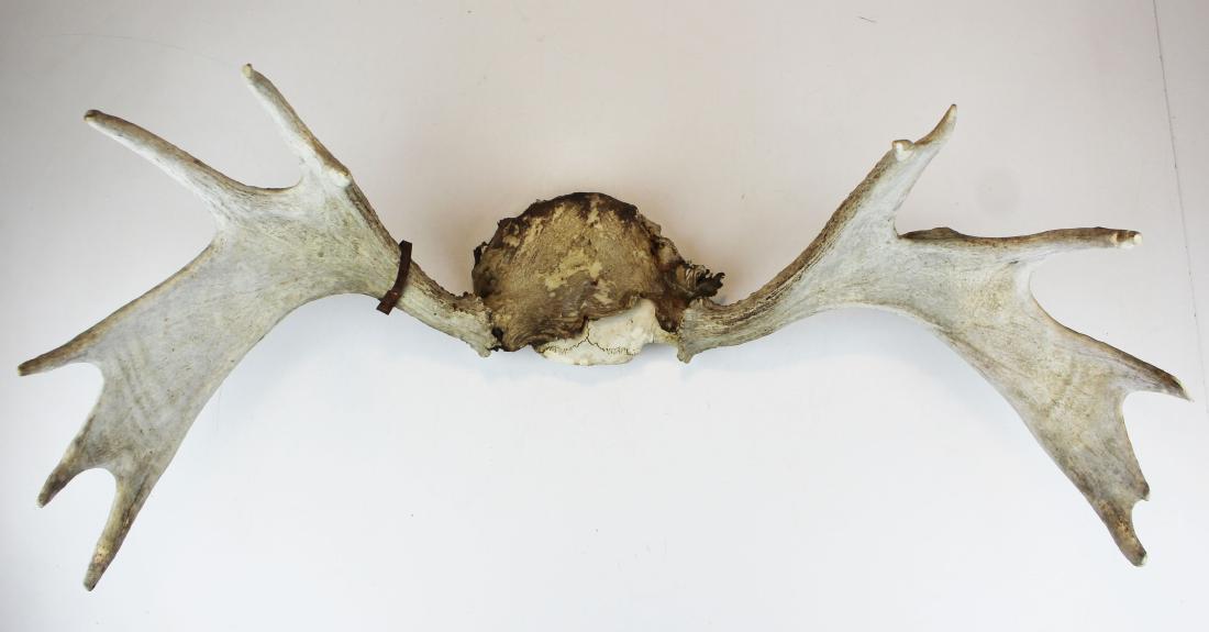 Moose skull mount: 32" moose skull mount