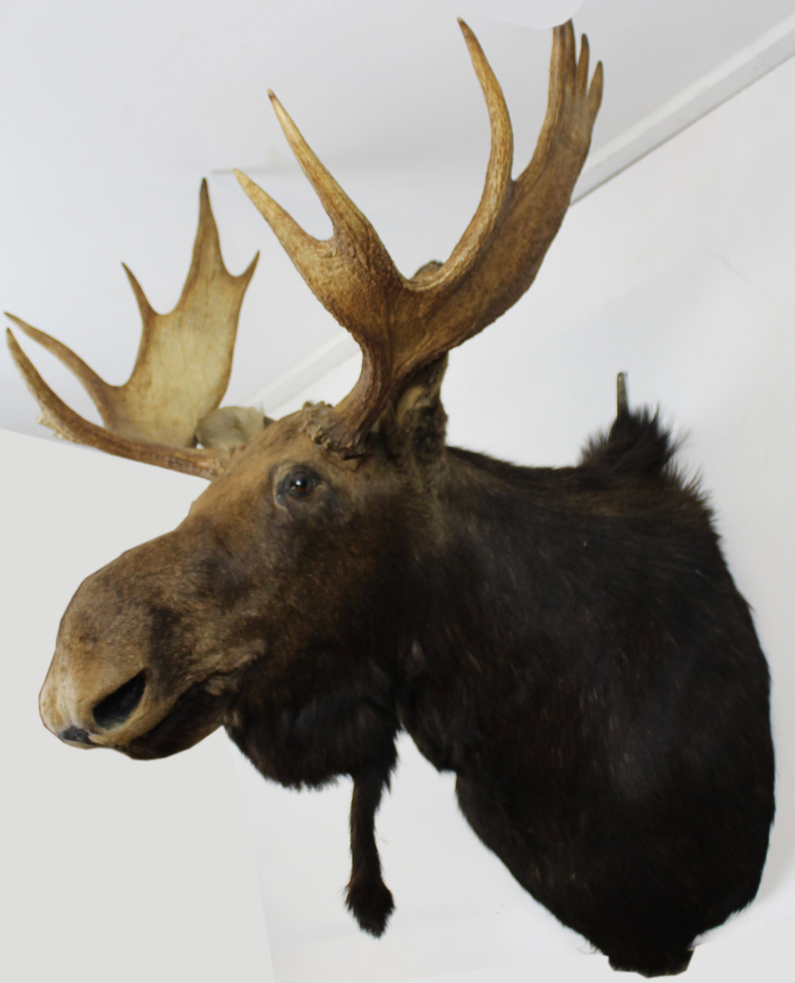 Moose Trophy Mount: Moose trophy mount from Lake Winnipesaukee Camp approx 38"