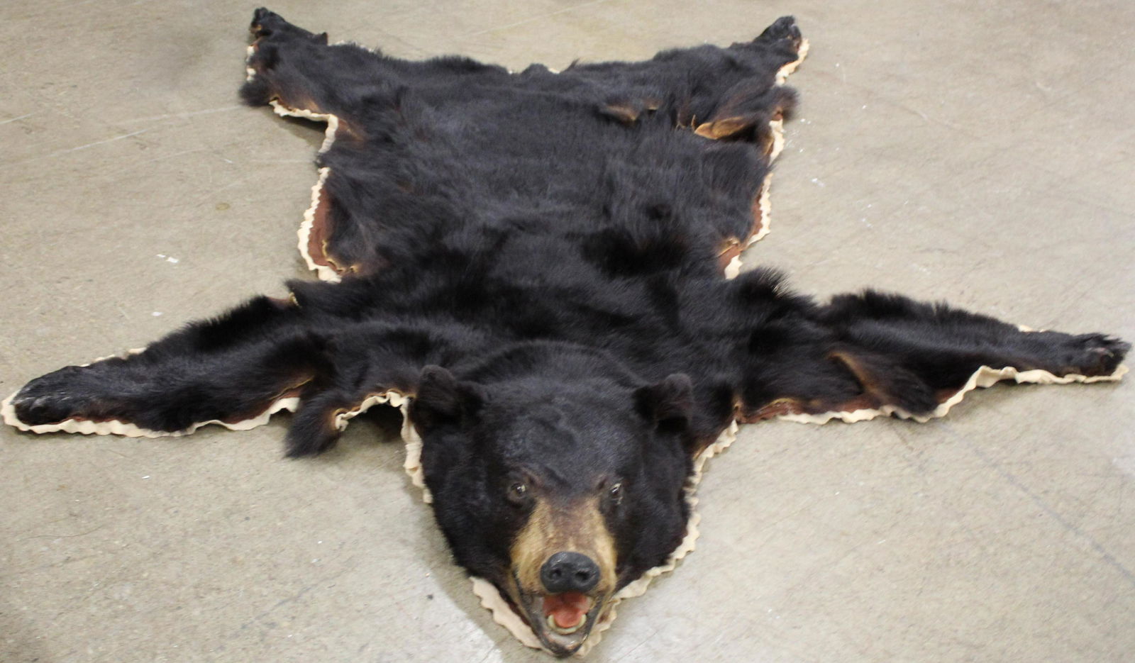 Black Bear Skin Rug: Black Bear skin rug minor tear 72 x 61"