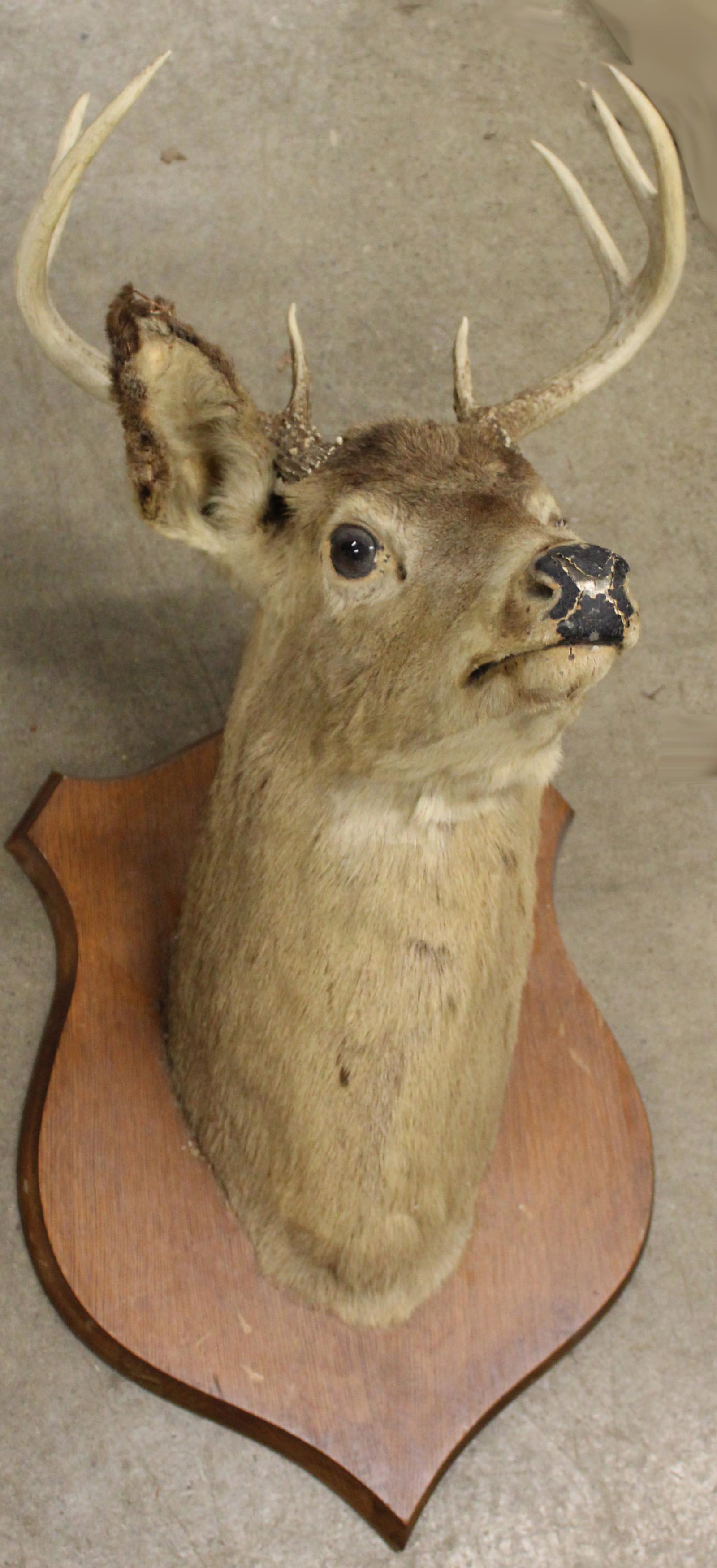 8 Point Whitetail Taxidermy Mount: Circa 1940 Whitetail taxidermy mount as found