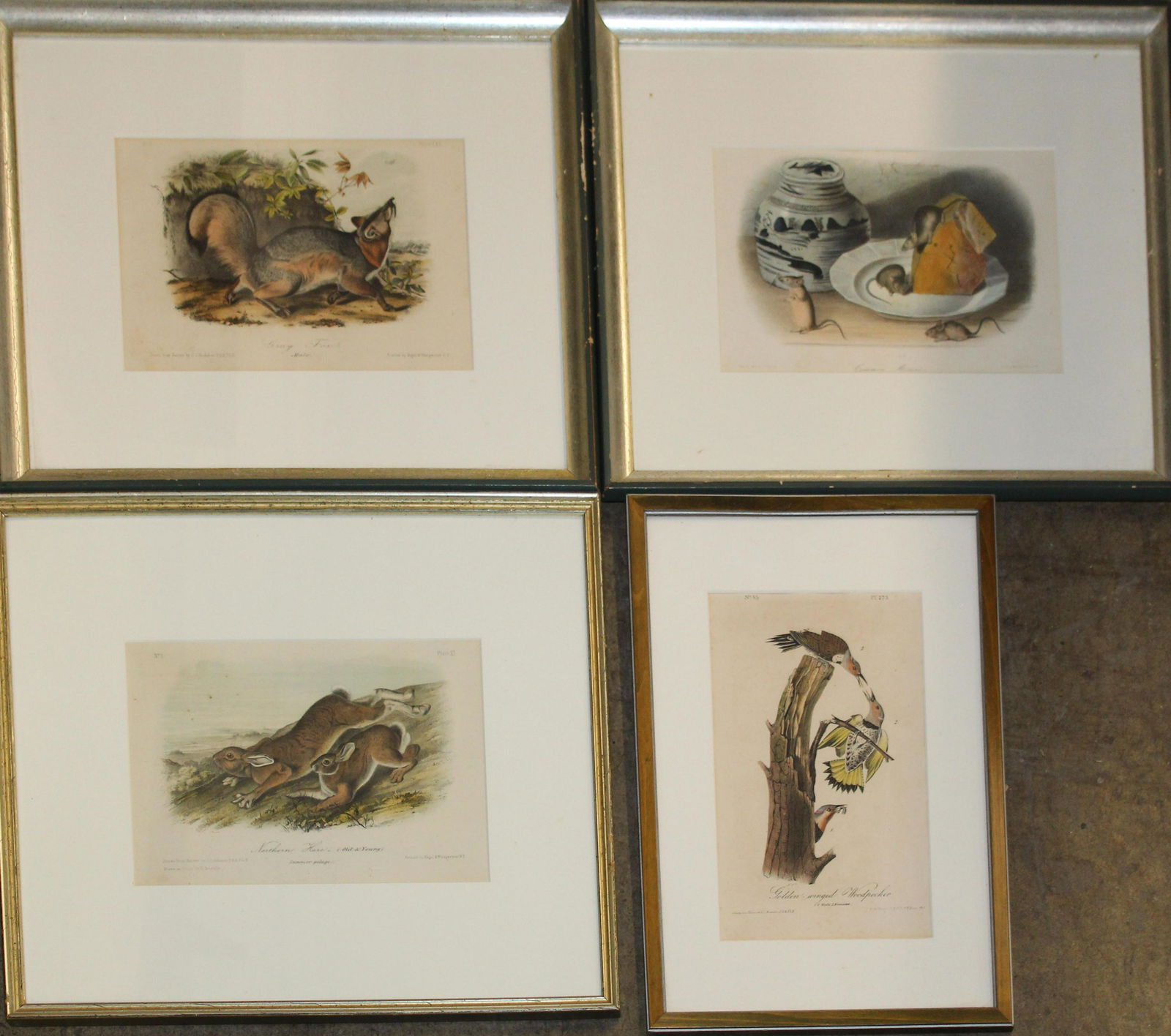 John James Audubon (AM 1785-1851): John James Audubon (American 1785-1851) Four hand-colored lithographs published by Nagel and Weingaertner , JT Bowen Philadelphia. Grey Fox, Golden Wing Woodpecker, Northern Hare, Common Mouse.