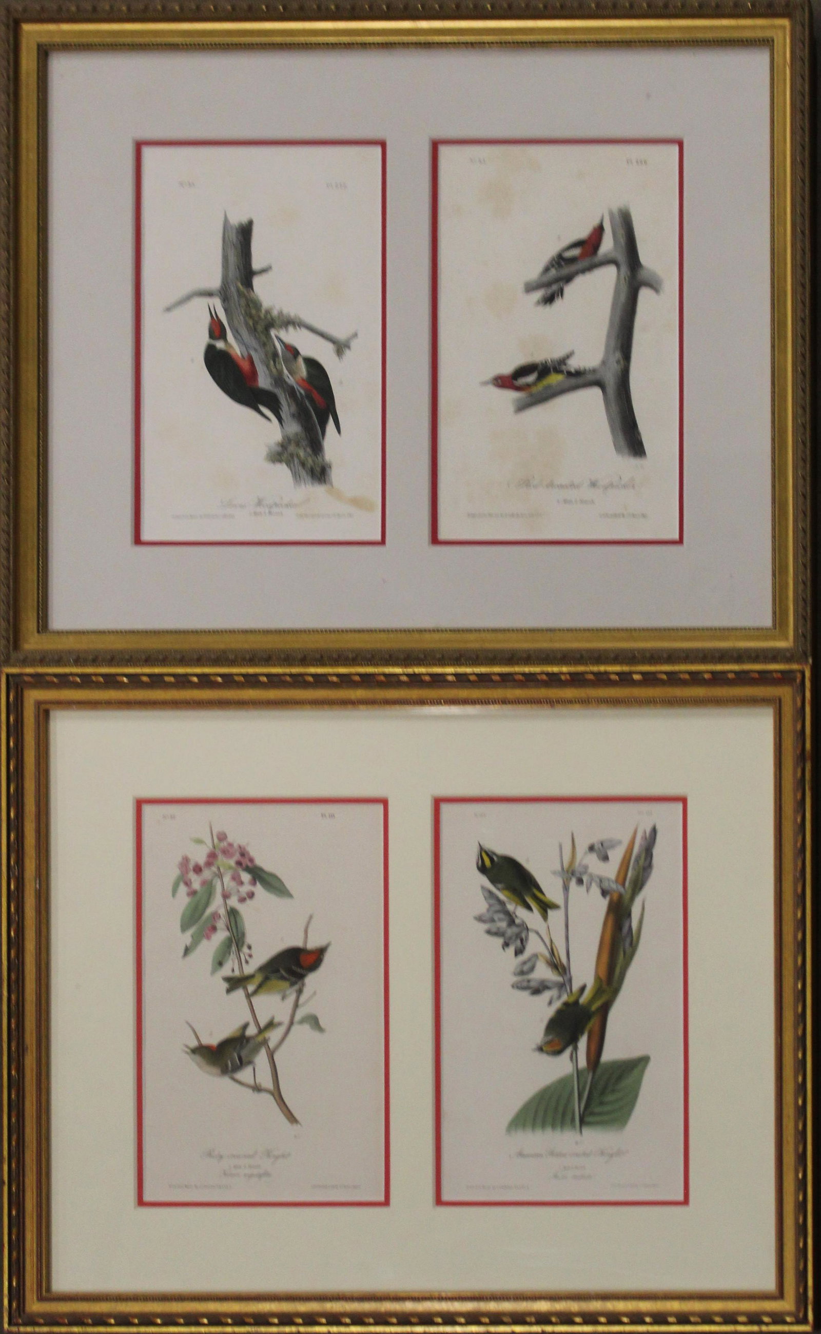 After John J. Audubon (AM 1781-1851): After John J. Audubon (American 1781-1851) Printed by JT Bowen Philadelphia, -Ruby Crowned Kinglet, American Golden Kinglet, Lewis Woodpecker, Red Breasted Woodpecker. Each plate 10 x 6" hand colored.