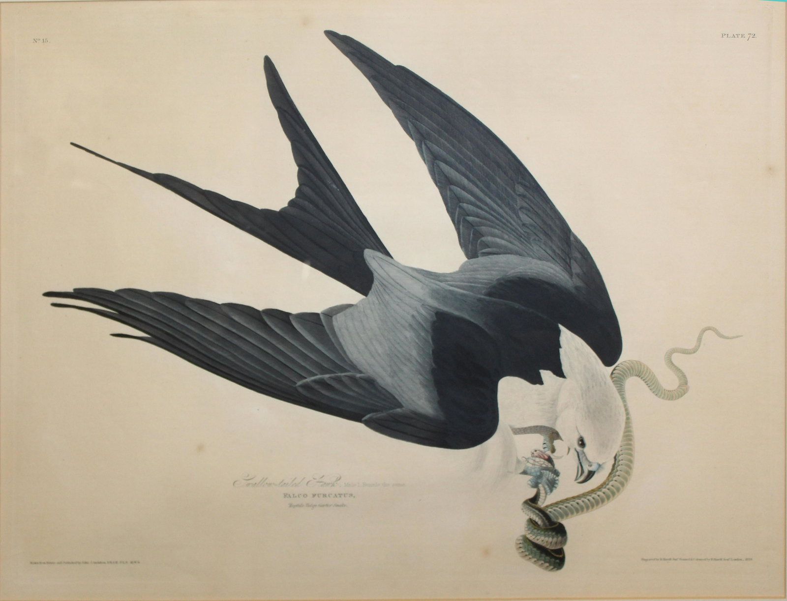 John James Audubon (AM 1785-1851) Swallow-Tailed Hawk: John James Audubon (American 1785-1851) Plate72 Swallow Tailed Hawk hand colored aquatint and engraving - 1829 R. Havell London plate 20.25 x 27" Sheet 24.5 x 37.25" J Whatman Turkey Mill watermark ap
