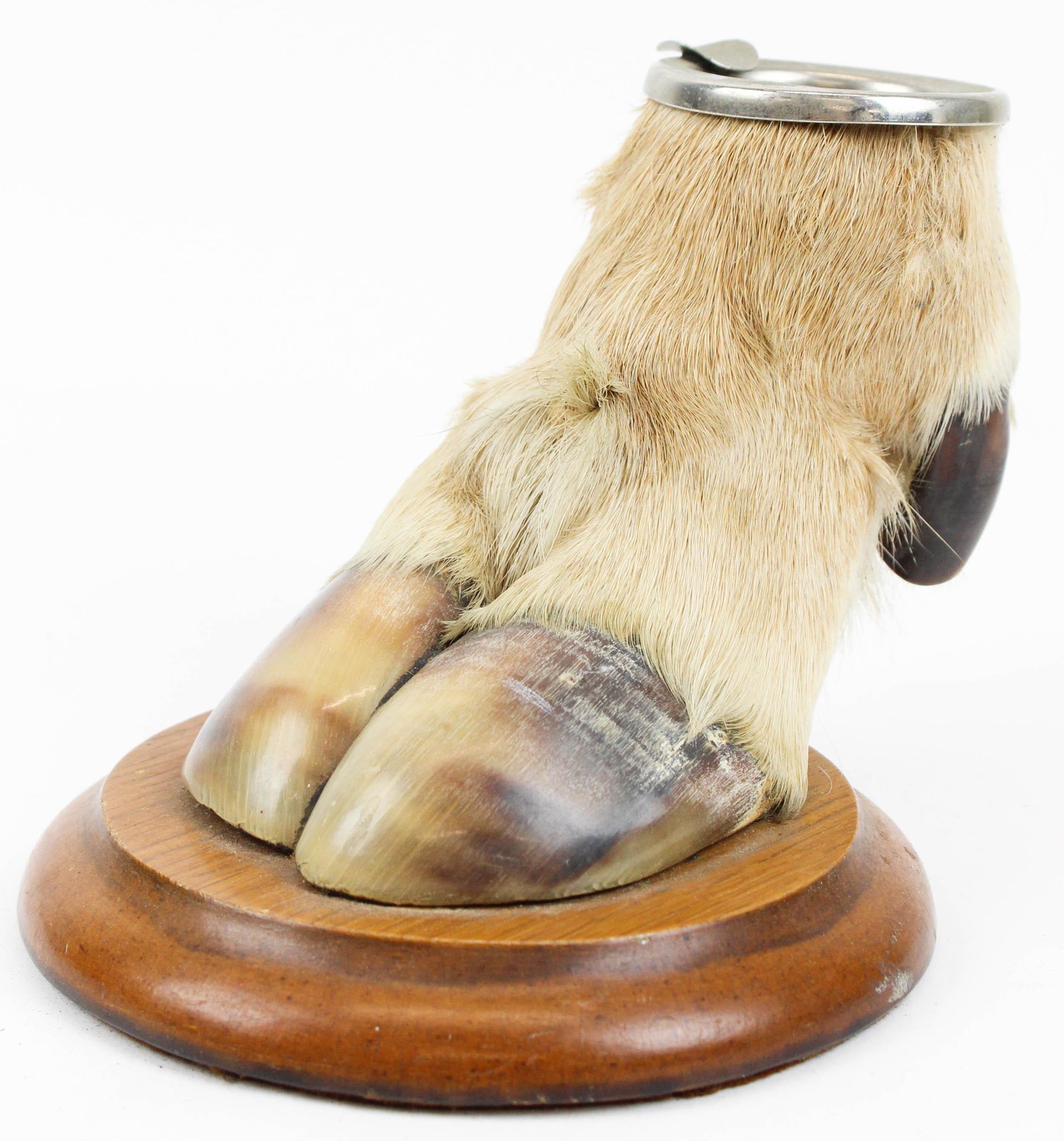 Mid 20th c Hoof Ashtray: Mid 20th c hoof ashtray, on finished wooden base, ht 5 1/4"