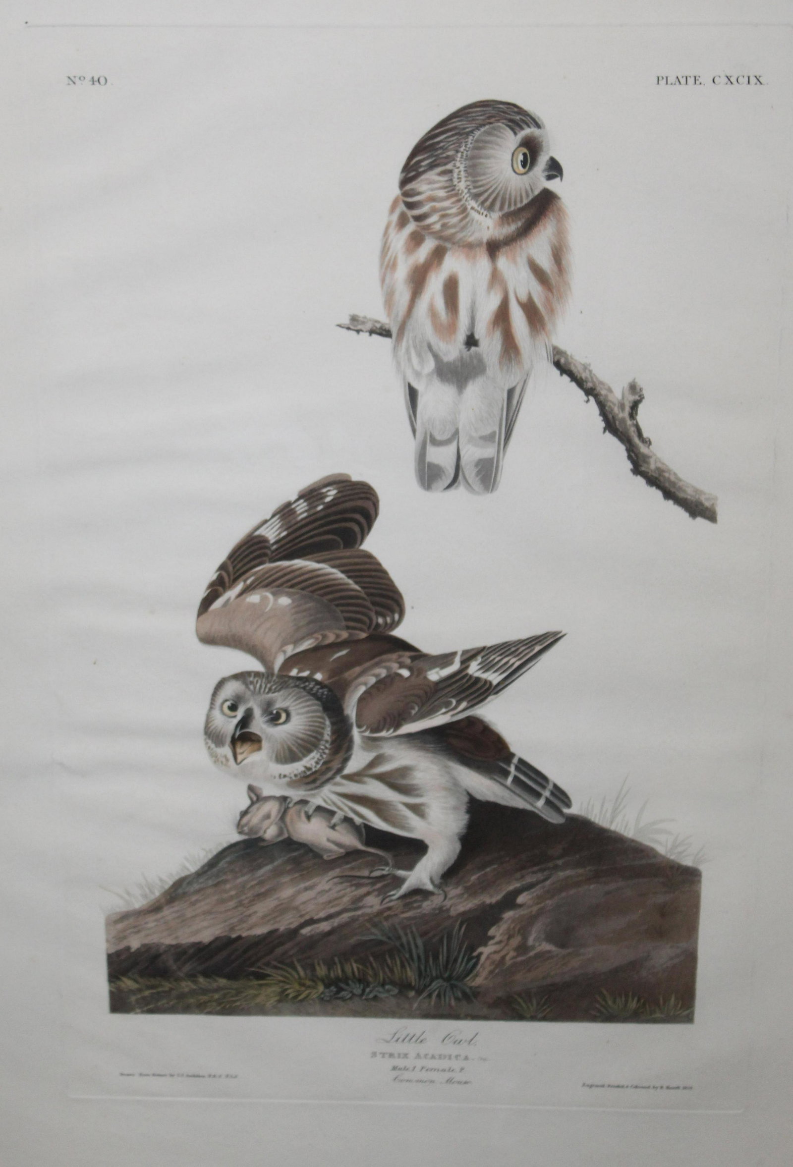 John James Audubon (AM 1785-1851) Little Owl: John James Audubon (American 1785-1851) Plate 199 Little Owl hand colored aquatint and engraving - 1834 R. Havell London plate 19 x 12.25" sheet Approx 38 x 26" 1834 Watermark visible when backlit.