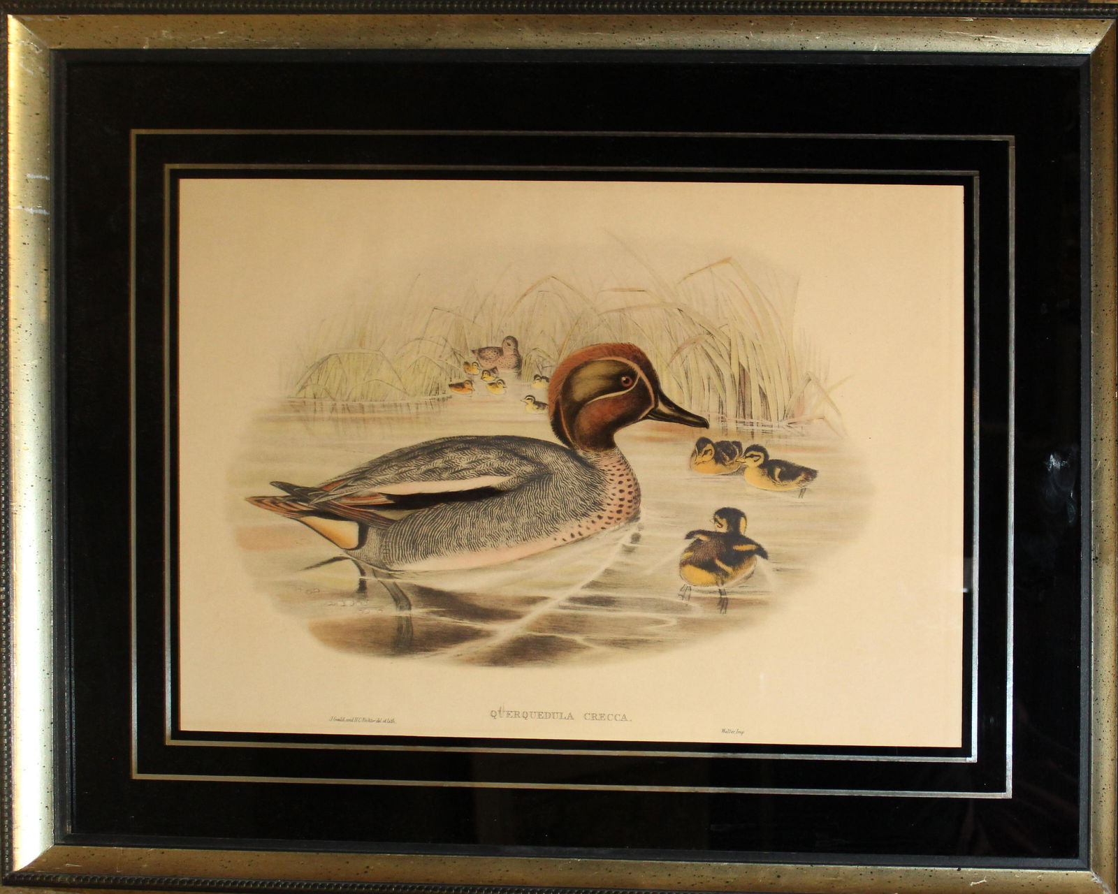 J Gould & HC Richter "Querquedula Crecca": J. Gould and HC Richter "Querquedula Crecca" lithograph on paper in Eglomise frame 15 x 19"
