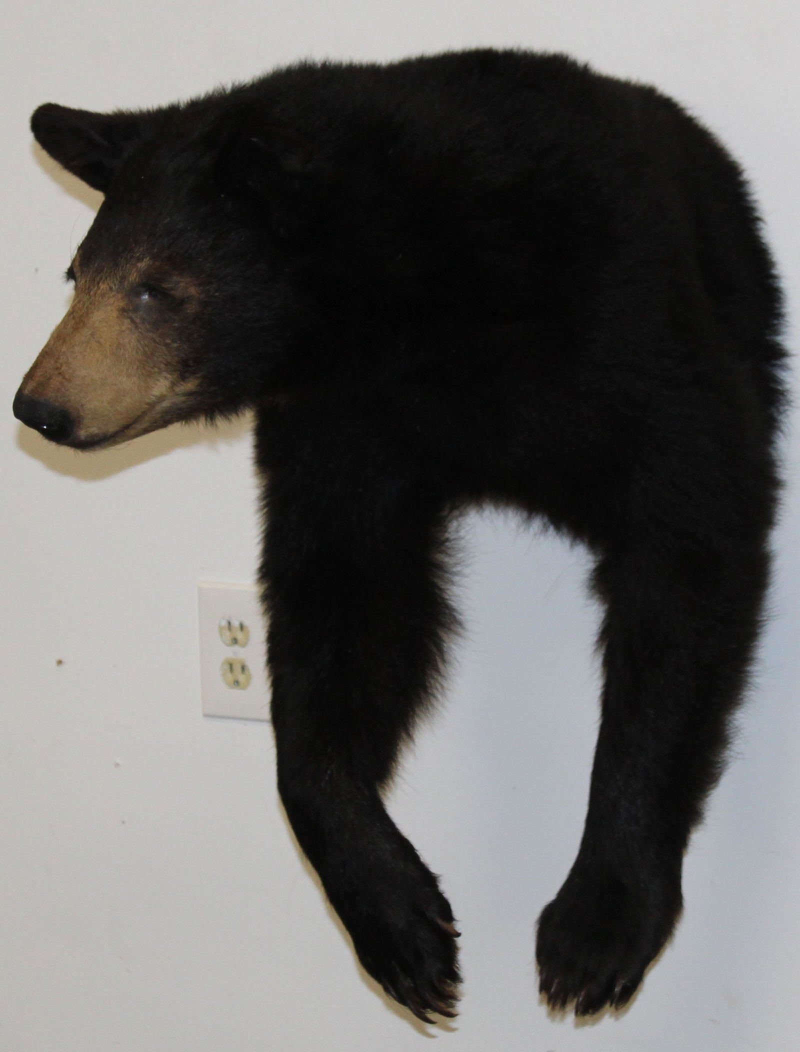 American Black Bear Taxidermy Mount: American Black Bear taxidermy mount with head , shoulders and paws . 27 x 27"