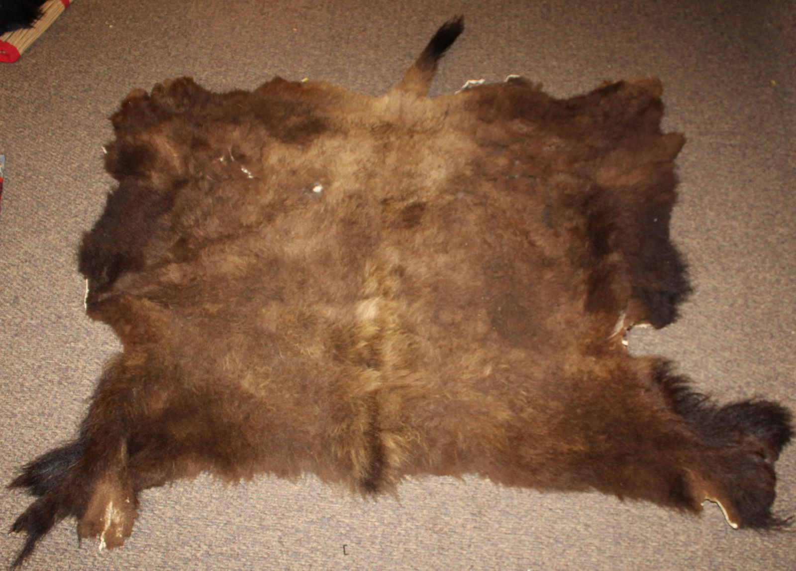 Buffalo Robe: Soft tanned Buffalo Pelt Robe with associated head and horns. 50 x 60" not counting tail.