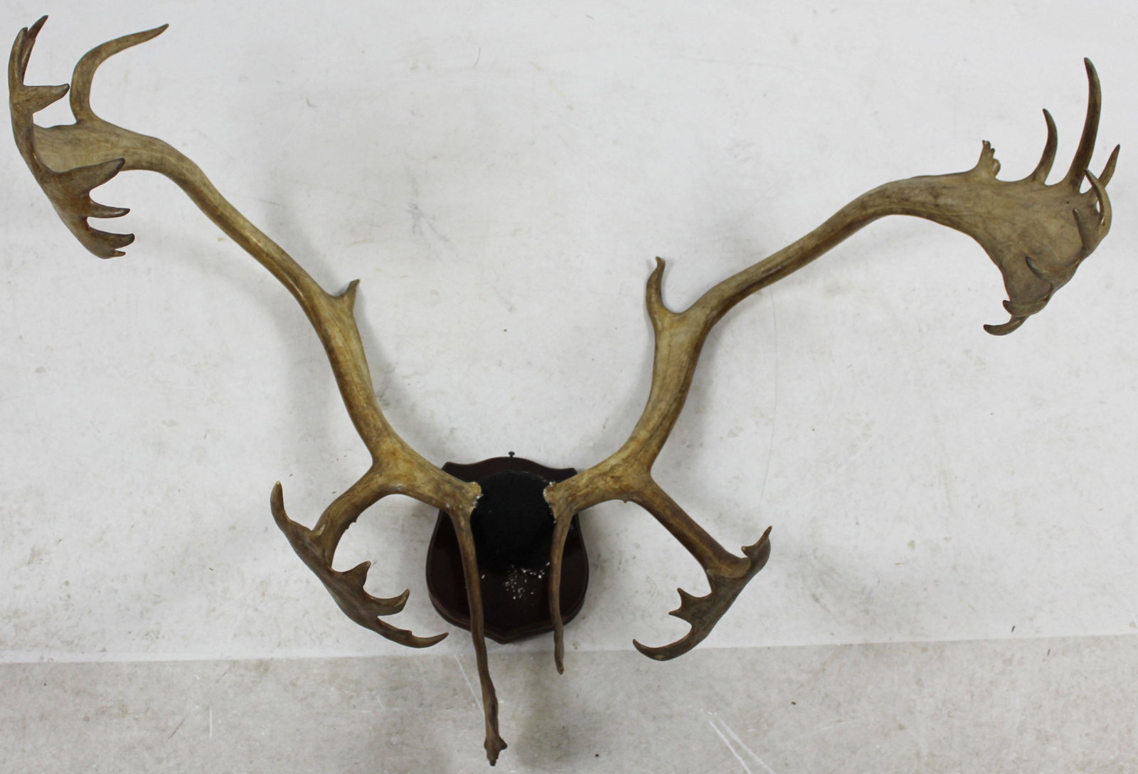 Caribou Antler Mount: Caribou Antler Trophy mount 36 x 48"