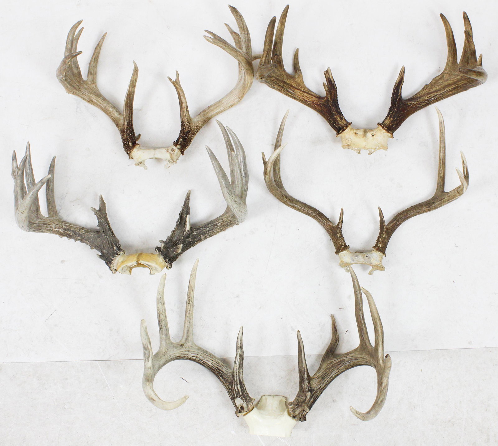 Group of 5 Sets of Antlers: Five sets of antlers, 8 point, 12 point, 14 point, 15 point and 16 points.