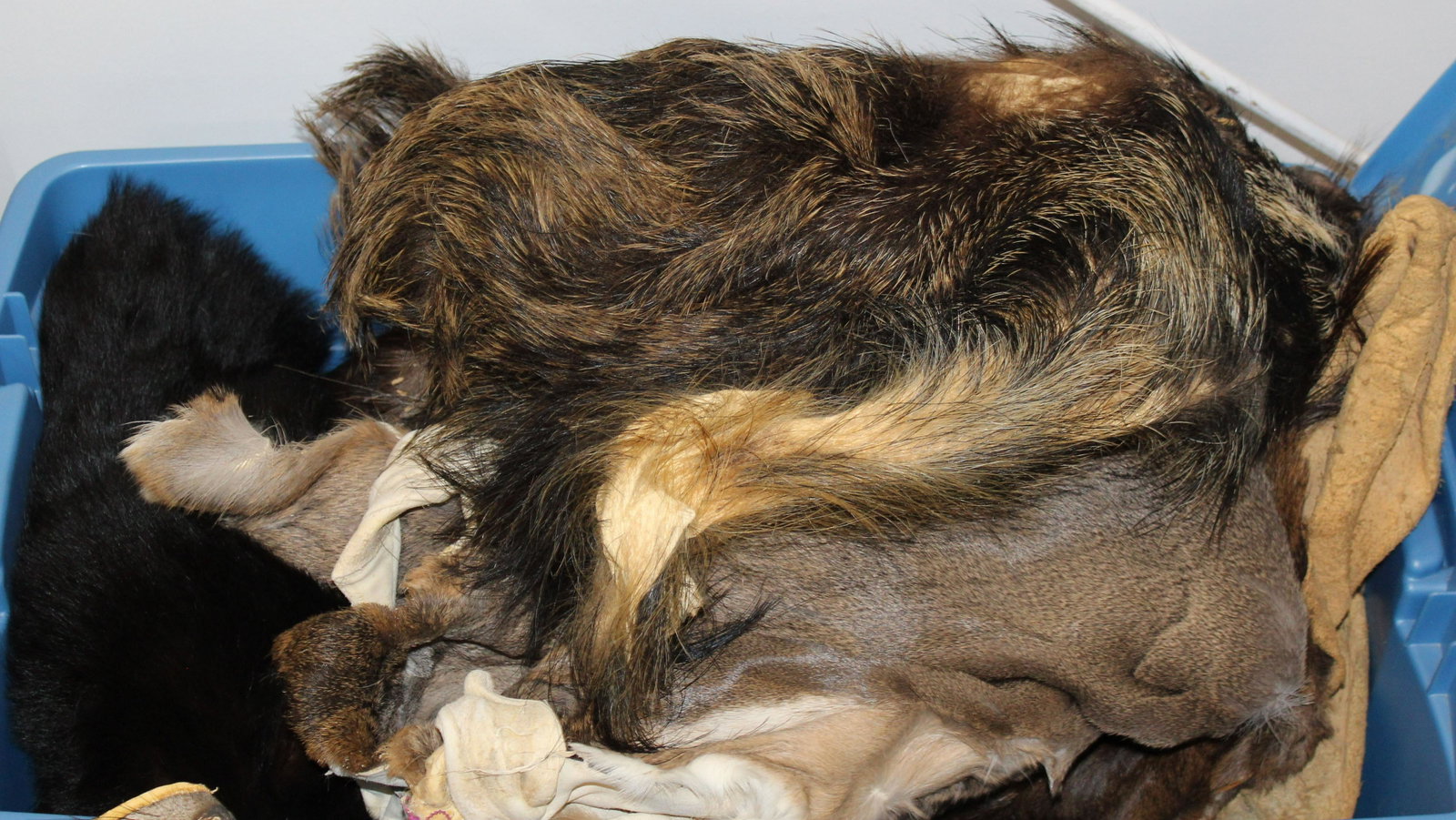 Large Lot of Pelts and Furs: Large Taxidermist's lot of Pelts and furs including whitetail deer, Coyote, Wolf, Bobcat, Boar, Three Large totes worth.