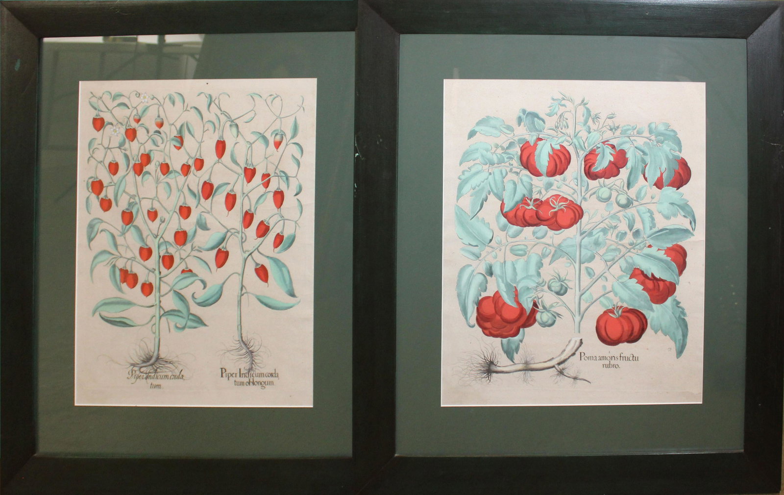 Pair of early 19th c Botanicals: Pair of 19th c Hand colored botanical prints of Peppers (Piper indicum cordum) and Tomato (Poma maoris Fructu) Each 17 x 21"