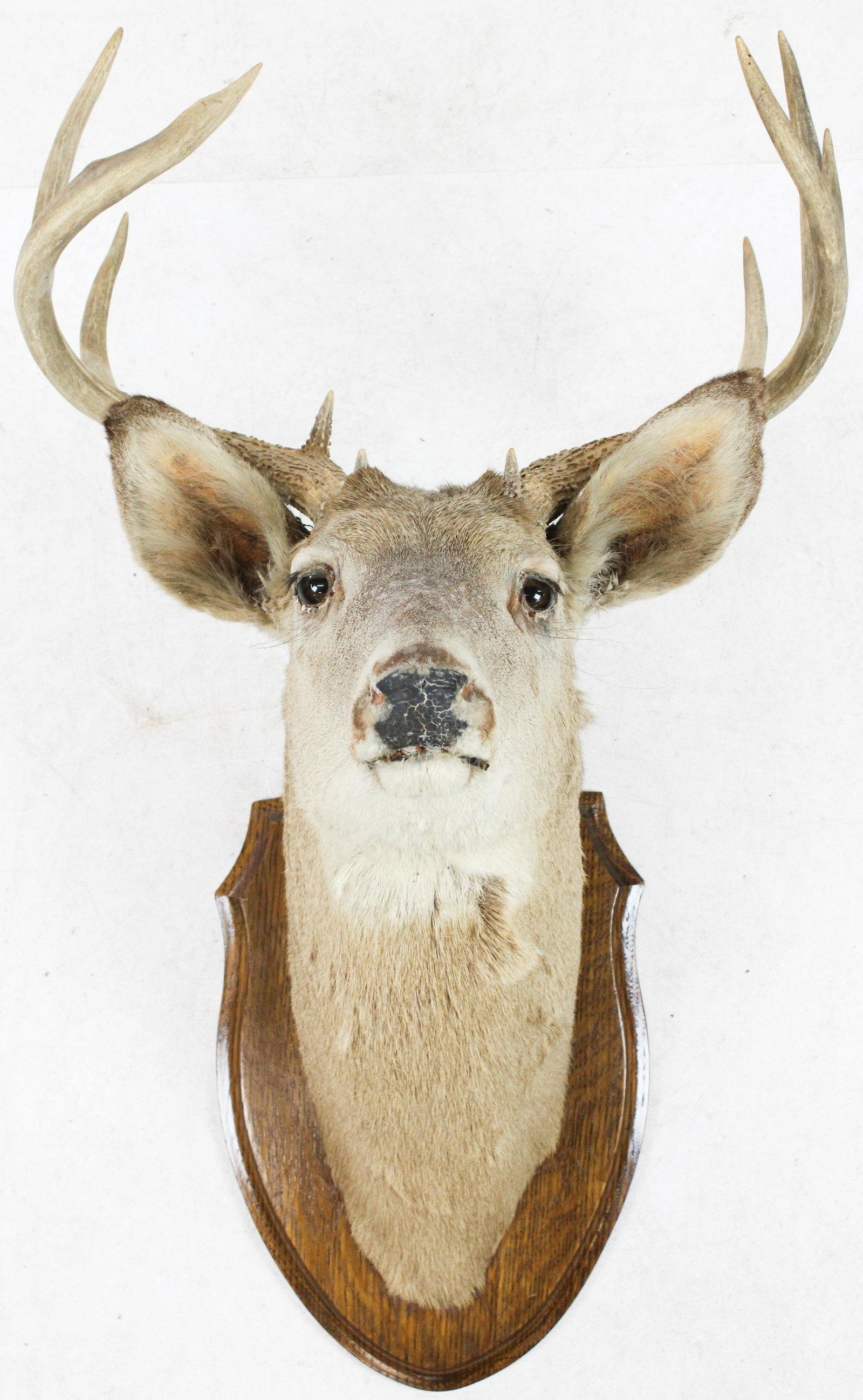 Older Mounted 8 Point Buck: Older mounted taxidermy 8 point buck