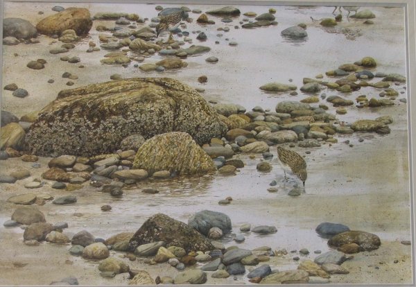 21"X 29" w/c titled "Stone Soup" of shore birds s: 21"X 29" w/c titled "Stone Soup" of shore birds stone beach signed Sue Westin (VT 1950-)