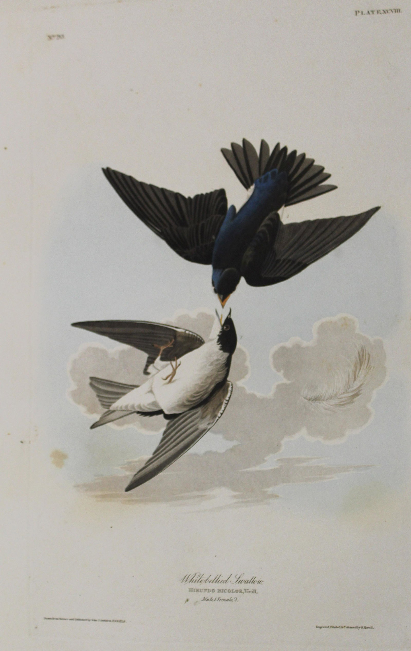 John J Audubon (AM 1785-1851): John James Audubon (American 1785-1851) White Bellied Swallow No. 20 Plate XCVIII with J Whatman 1831 watermark evidence of binding left margin significant tears upper and lower (do not carry into the