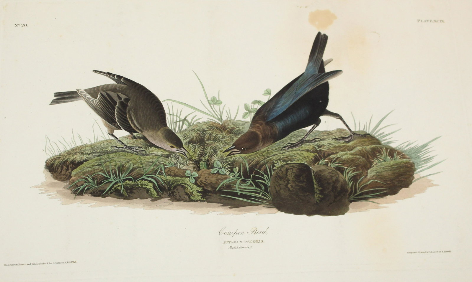 John J Audubon (AM 1785-1851) Cowpen Bird: John James Audubon (American 1785-1851) Cow-pen Bird No. 90 Plate XCIX with J Whatman 1831 watermark evidence of binding upper margin significant tears left and right (do not carry into the plate) 25.