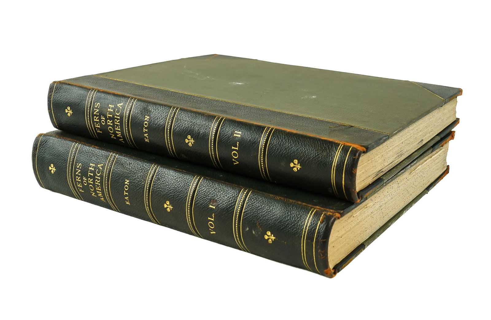 1880 Cady Ferns of North America (1 of 3)