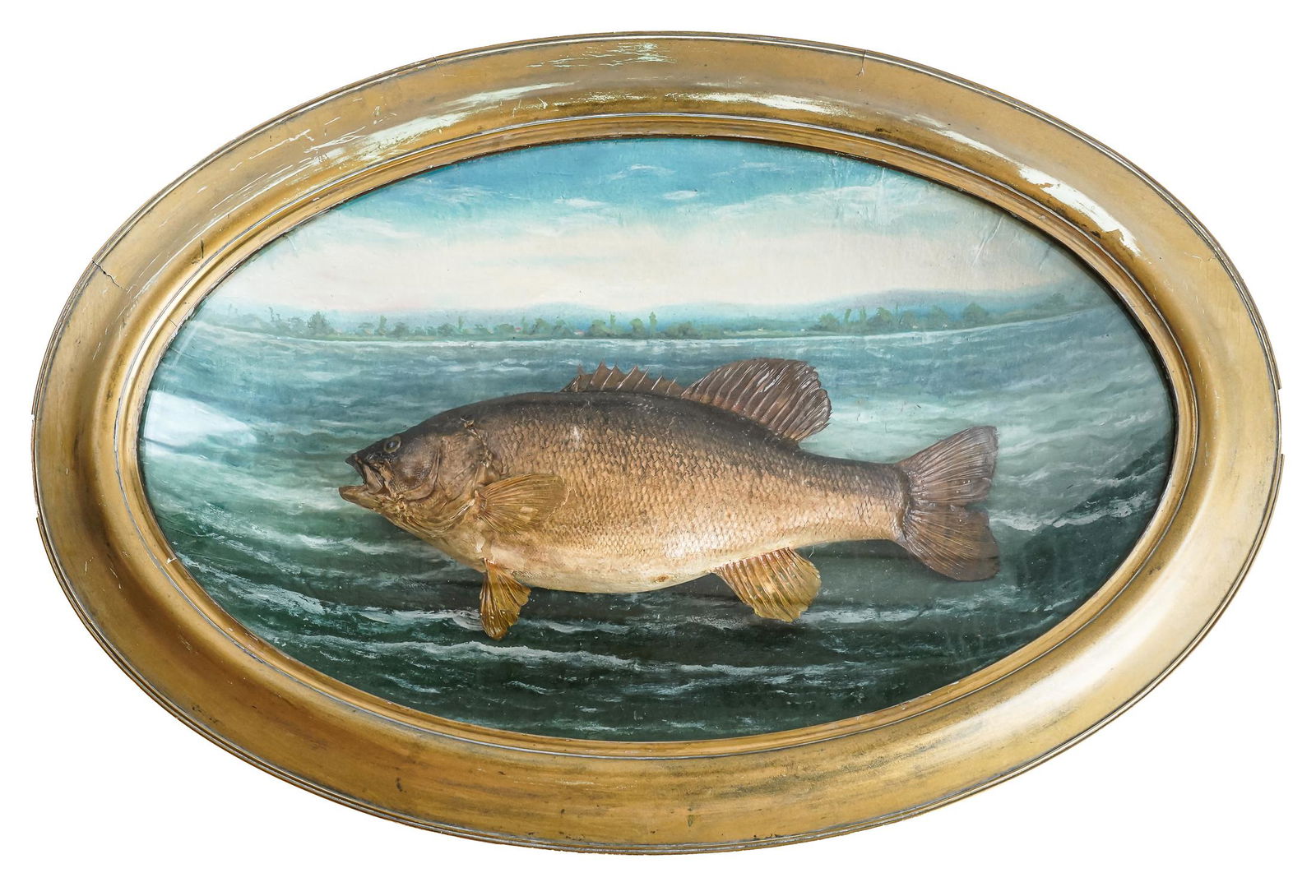 Late 19th c. Taxidermy Fish Diorama: Late 19th or early 20th century taxidermy fish diorama in oval frame with papier mache concave back to simulate a natural lake 30.5" x 21.5"
