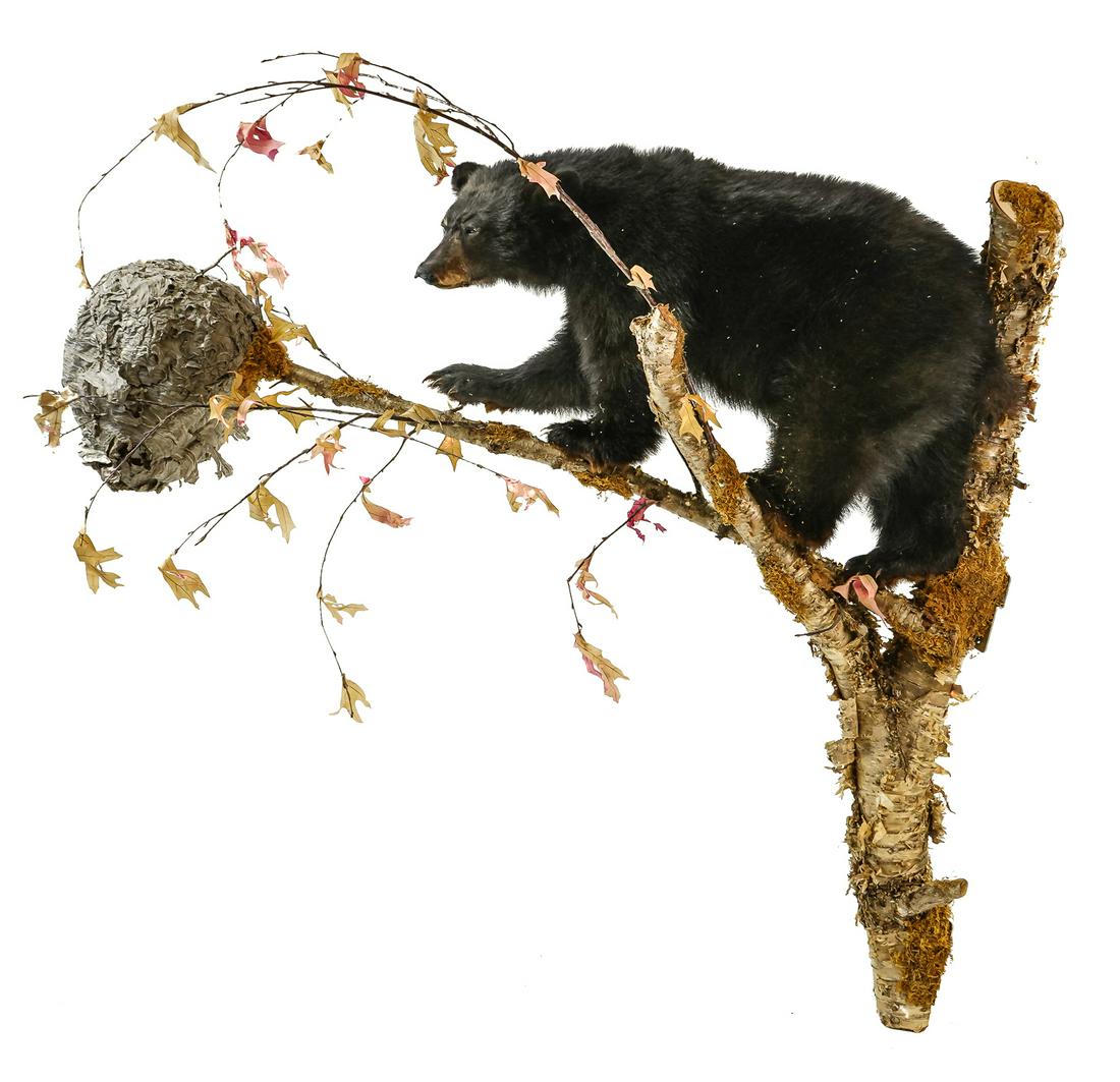 Black Bear Cub Taxidermy Figure on Birch Limb: Fine late 20th c. custom full-body black bear cub figure climbing birch golden tree trunk in pursuit of wasps nest 47" -56"