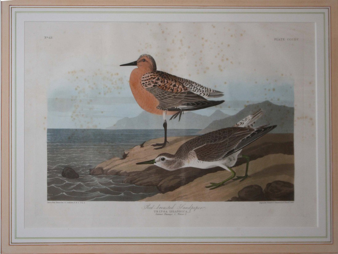 Elephant folio HC engraving Red Breasted Sand Piper by: Elephant folio HC engraving Red Breasted Sand Piper by John J Audubon 1836 R Havell