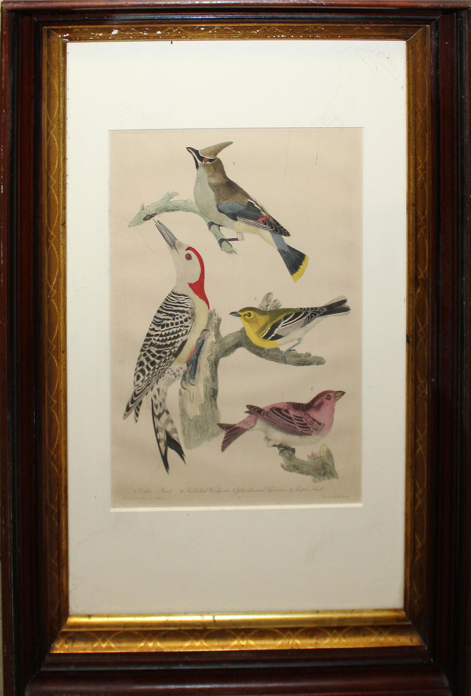 Circa 1814 Alexander Wilson hand colored engraving (1 of 4)