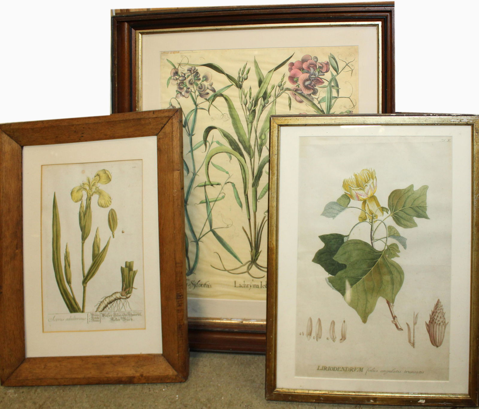 Three 18th c Botanical Engravings. (1 of 4)