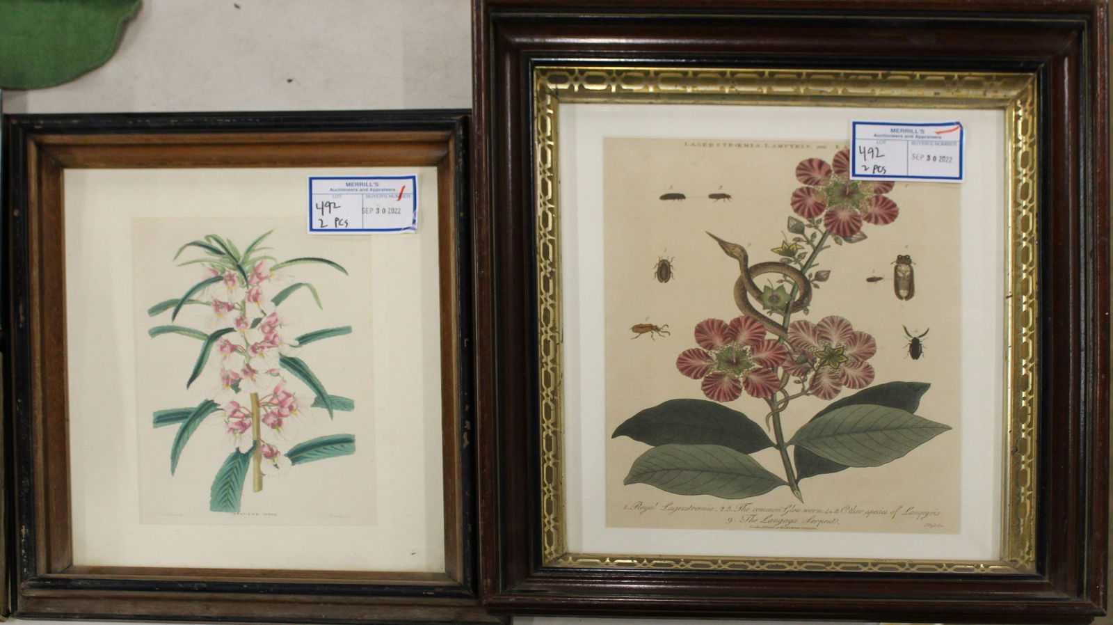 Two Early Hand Colored Lithograph Botanical Prints (1 of 1)