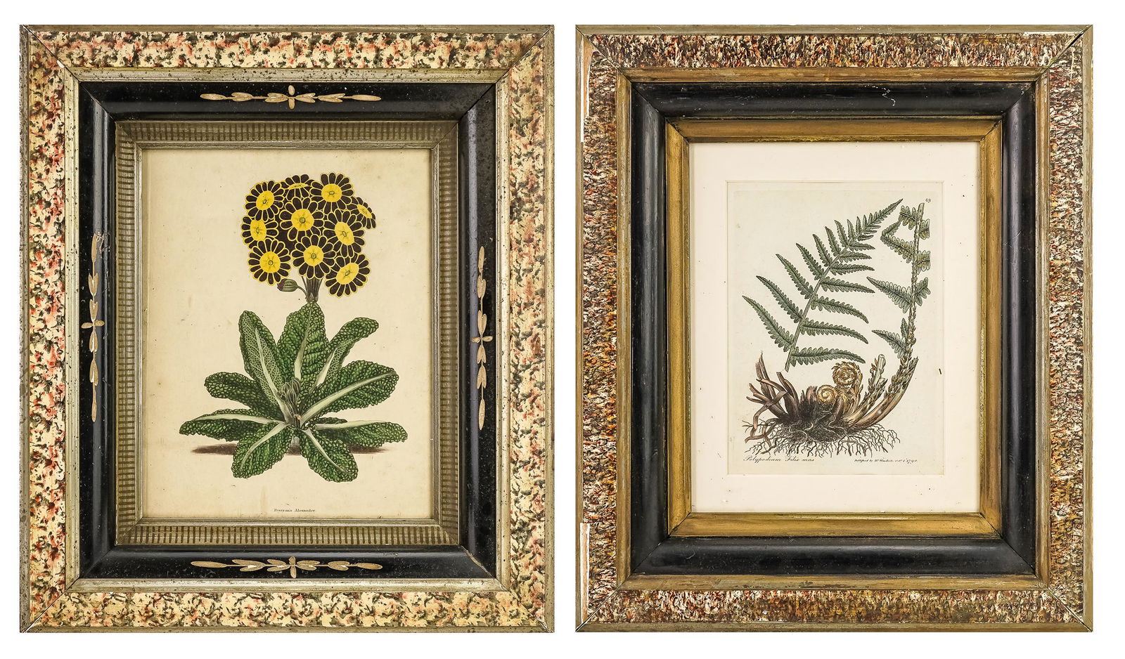 Two Early Hand Colored Botanical Prints (1 of 5)