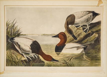 John James Audubon (AM 1785-1851) Canvas Backed Duck: John James Audubon (American 1785-1851) Canvas Backed Duck No. 61 Plate CCCI hand colored lithograph on paper, laid on board- colors are strong, sheet is trimmed, minor toning as found, No Trace of Wa