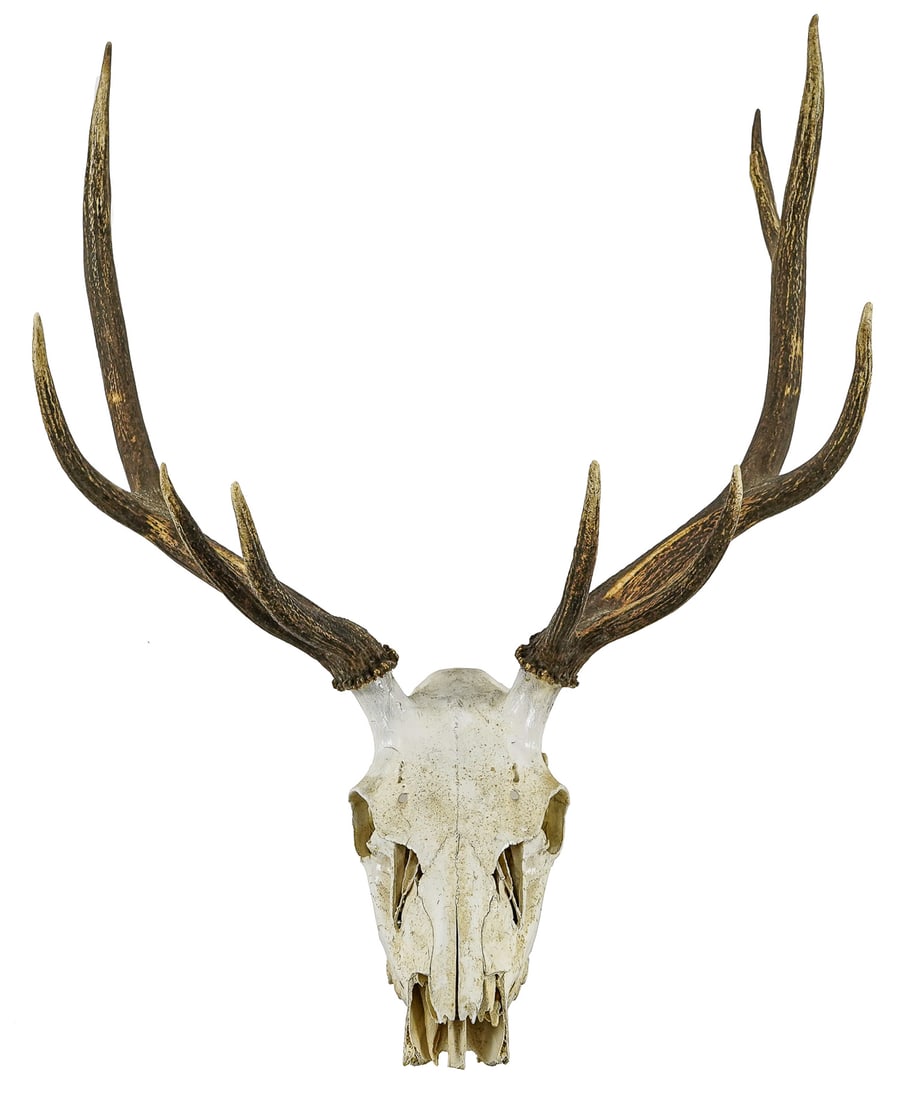 Elk Skull Mount: Cleaned and varnished Elk Skull trophy mount 39 x 27"