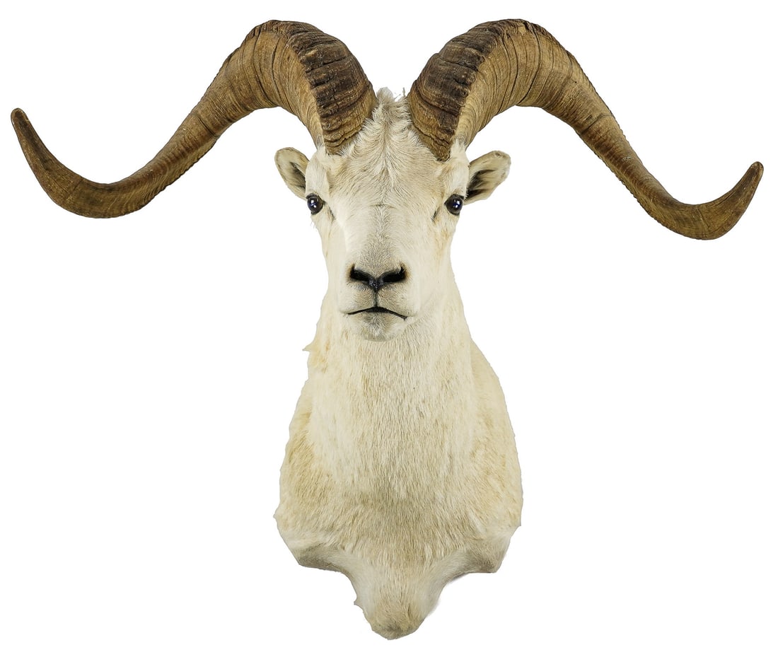 Dall Sheep Trophy Mount: Dall Sheep Trophy mount in good overall condition 33 x 34 x 18"