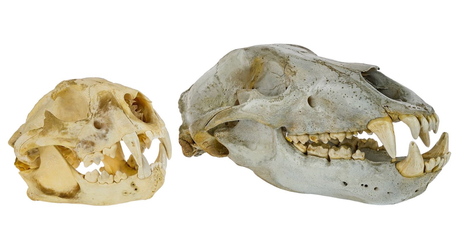 Bear Skull and Mountain Lion Skull: Bear Skull and Mountain Lion Skull - cleaned, and lacquered. Bear 14" long lion 9" long