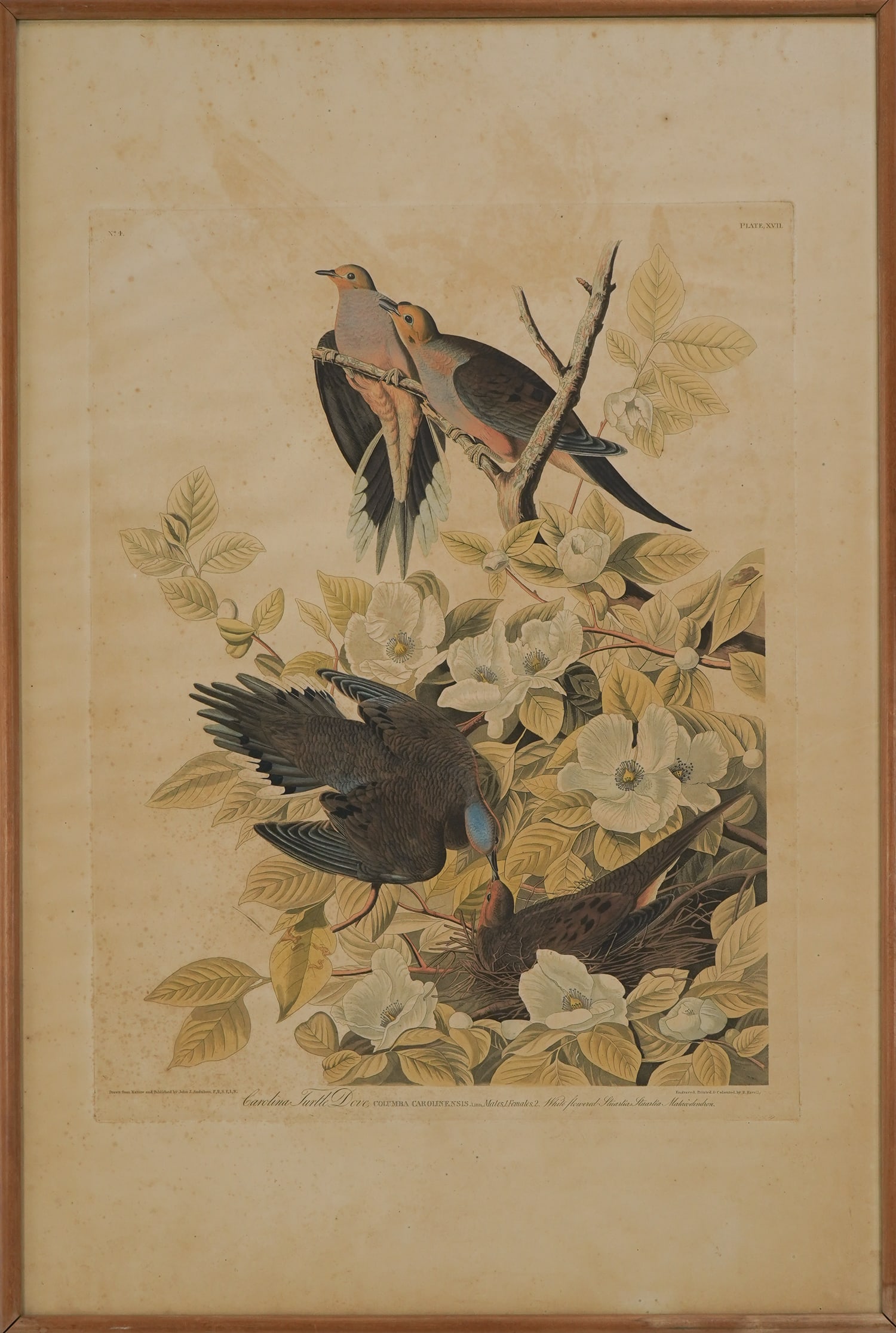 John James Audubon (AM 1785-1851) Carolina Turtle Dove (1 of 8)