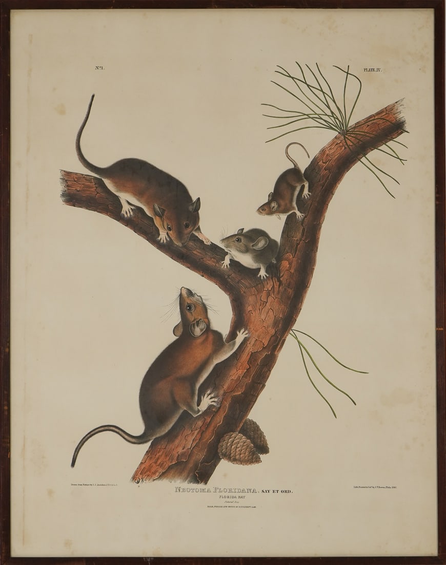 John James Audubon (AM 1785-1851) Florida Rat (1 of 5)
