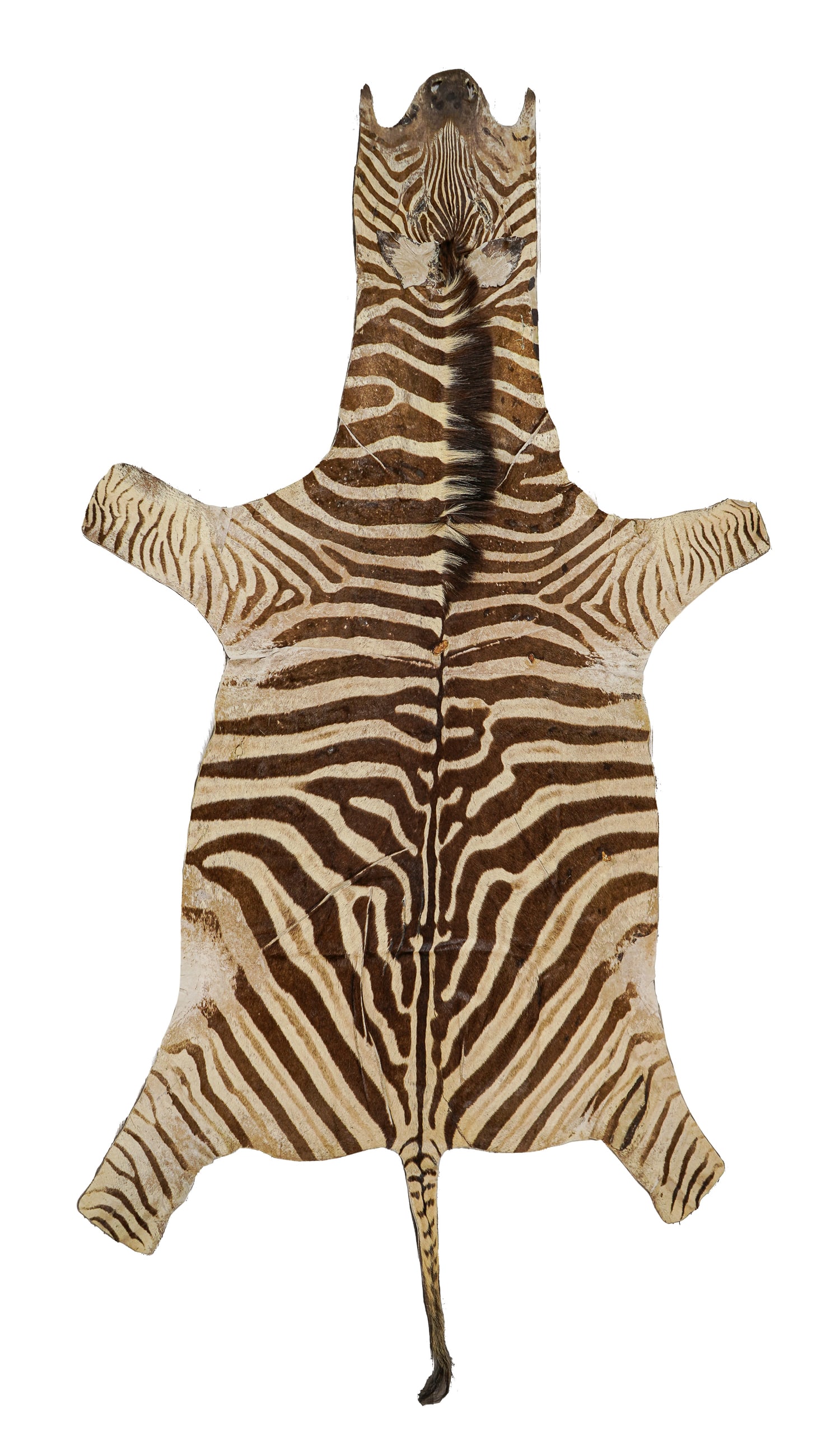 MCM Zebra Skin Rug: MCM zebra skin rug, overall good condition, length nose to tail 10', width 5' 4"
