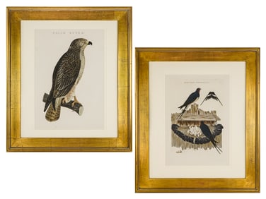 Cornelius Nozeman and Christian Sepp- Two Bird Engravings