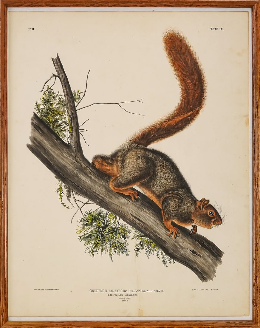 John J Audubon (AM 1785-1851) Red Tailed Squirrel: John James Audubon (American 1785-1851) No.11 Plate LV Red Tailed Squirrel hand colored lithograph on paper- no watermark is present, sheet 27.25 x 21.25" professionally repaired tear from squirrell's