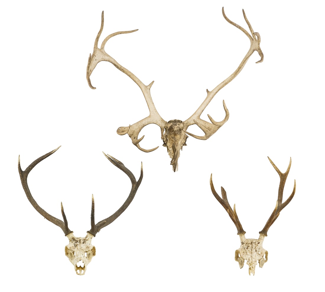3 European Antler Mounts - 2