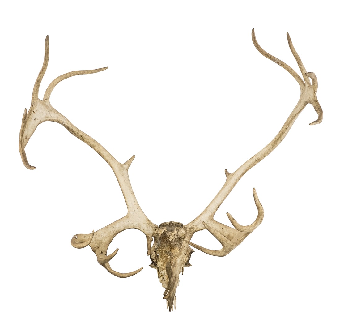 3 European Antler Mounts - 3