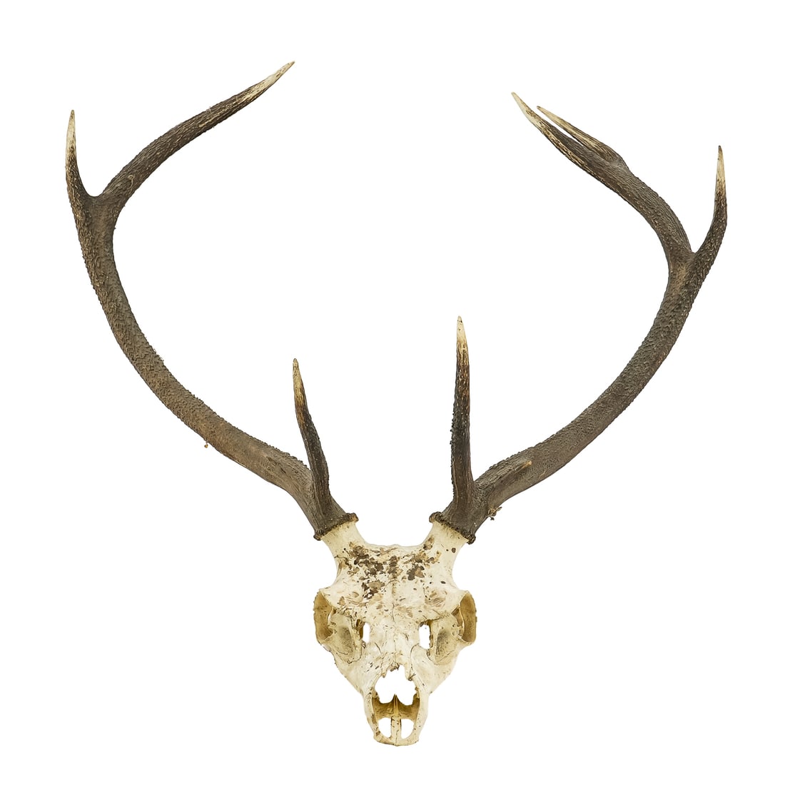 3 European Antler Mounts - 4
