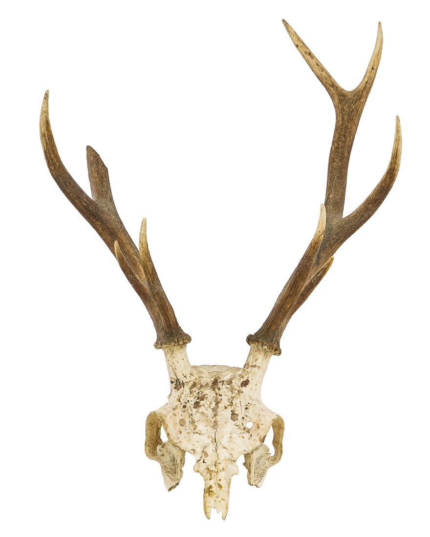 3 European Antler Mounts - 5