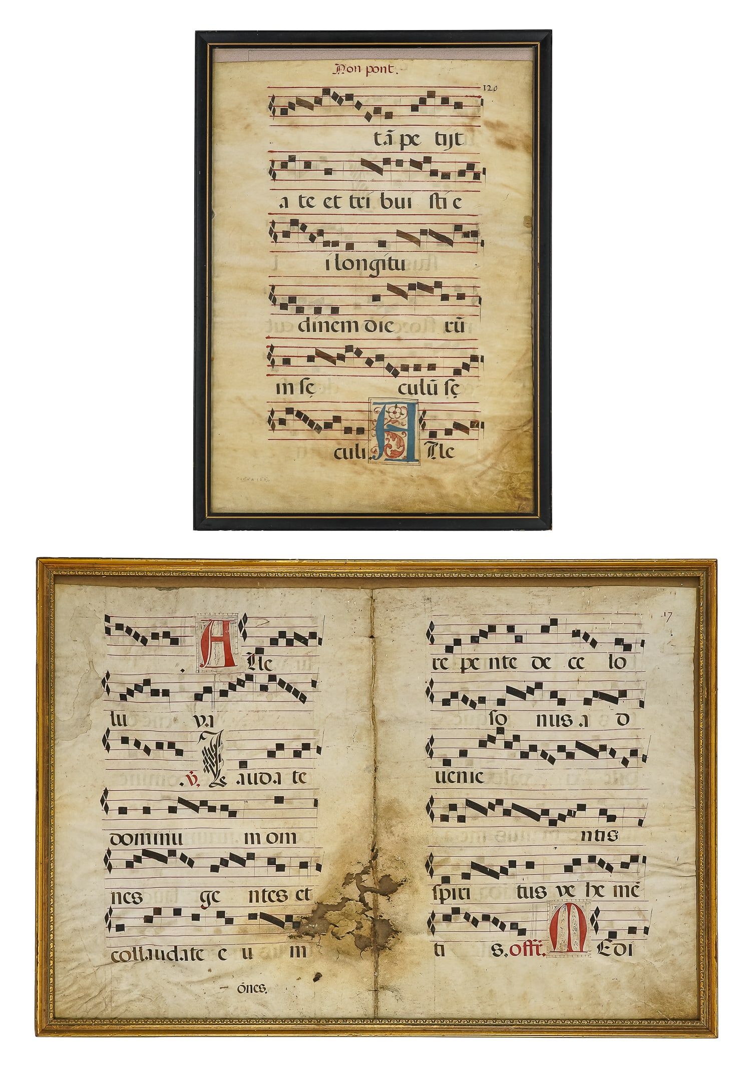 Medieval Gregorian Chant Pages: Medieval Gregorian chant illuminated manuscript music pages, with latin text, on vellum, some damage, but could be trimmed and salvaged, double page 19" x 28", single page 20" x 14"