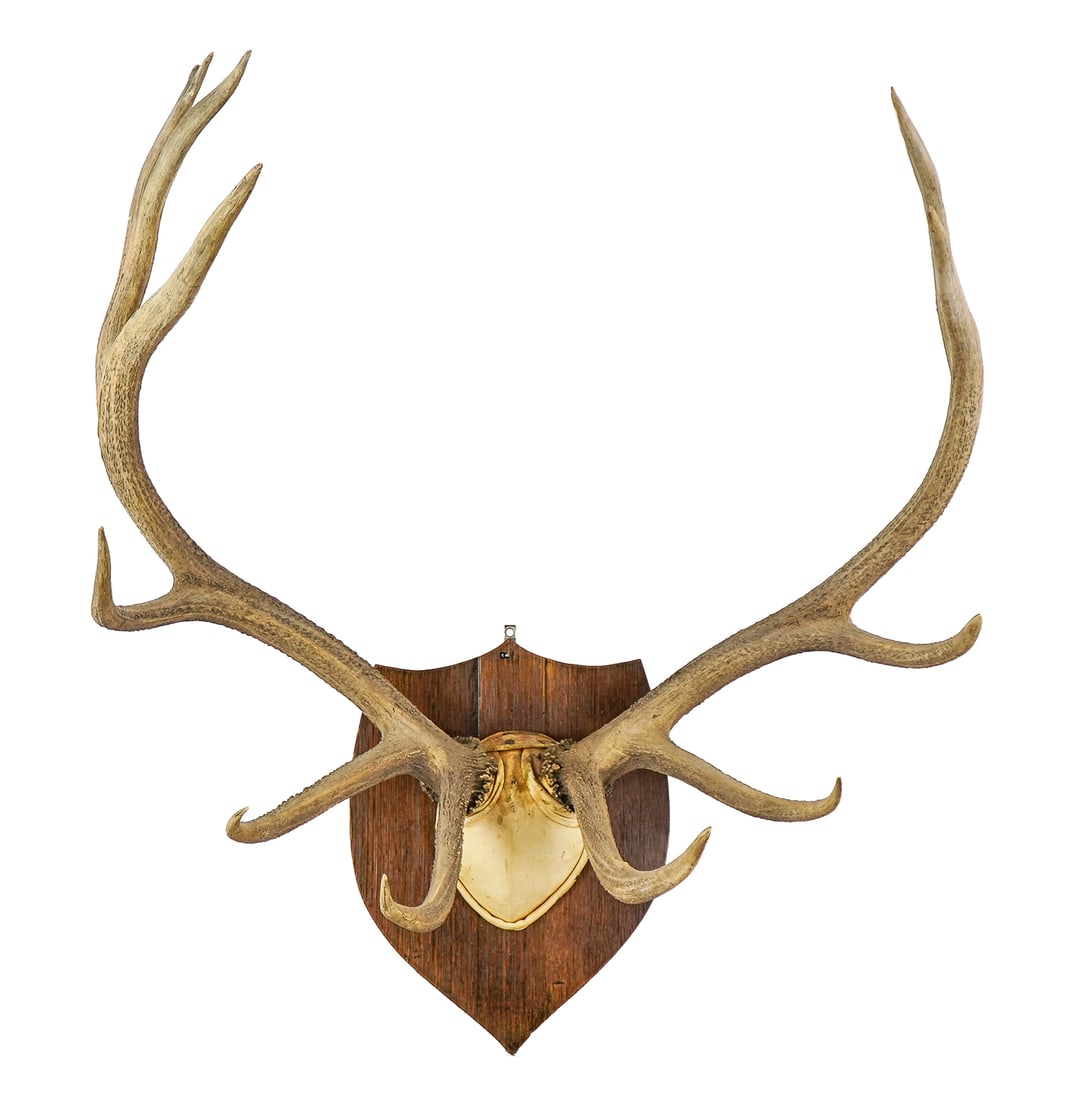 Mounted set of Early 20th c Elk Antlers (1 of 7)